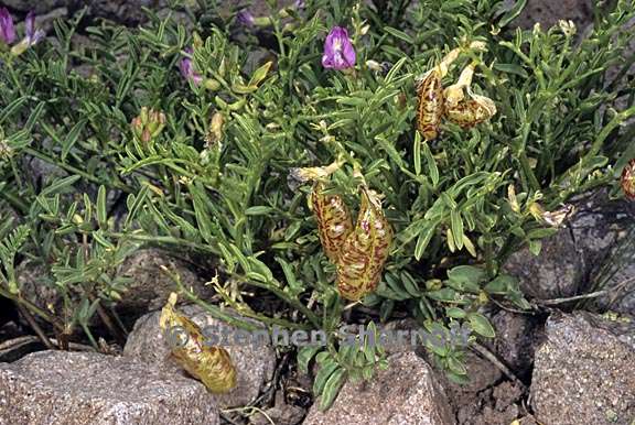 astragalus whitneyi 2 graphic